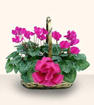  Eryaman �i�ek g�nder �i�ek servisi , �i�ek�i adresleri  Double Cyclamen sepette