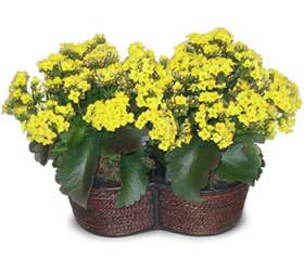  Eryaman �i�ek sat��� anneler g�n� �i�ek yolla  Double Kalanchoe sepette