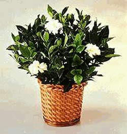  Eryaman �i�ek�iler �i�ek online �i�ek sipari�i  Gardenia Plant ithal saksi