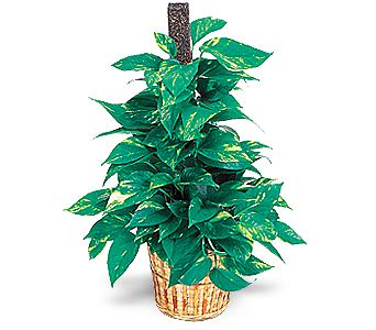  �i�ek sipari�i Eryaman uluslararas� �i�ek g�nderme  Golden Pothos ithal saksi