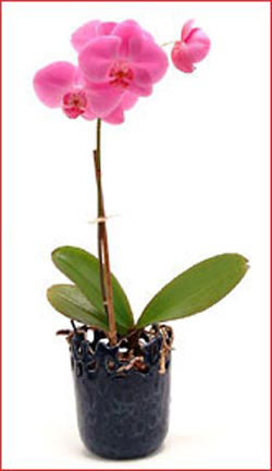  Eryaman �i�ek�i ankaraya �i�ek yolla �i�ek�iler  Phalaenopsis Orchid Plant