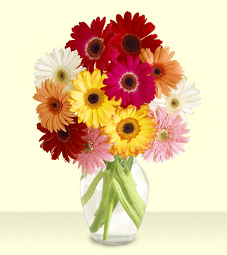  Eryaman �i�ek�i  cicek , cicekci  cam yada mika vazoda 15 �zel gerbera