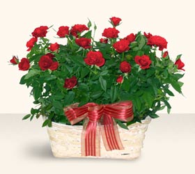 Eryaman �i�ek yolla , �i�ek g�nder , �i�ek�i   11 adet kirmizi g�l sepette