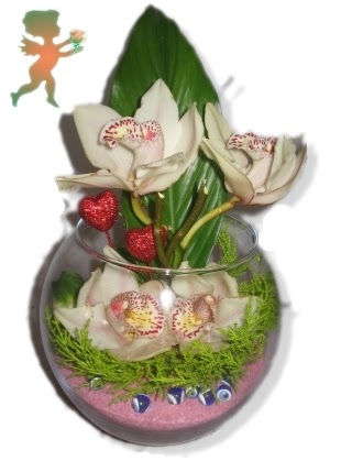 fanus i�erisinde 4 orkide  Eryaman �i�ek�i  �i�ek , �i�ek�i , �i�ek�ilik 