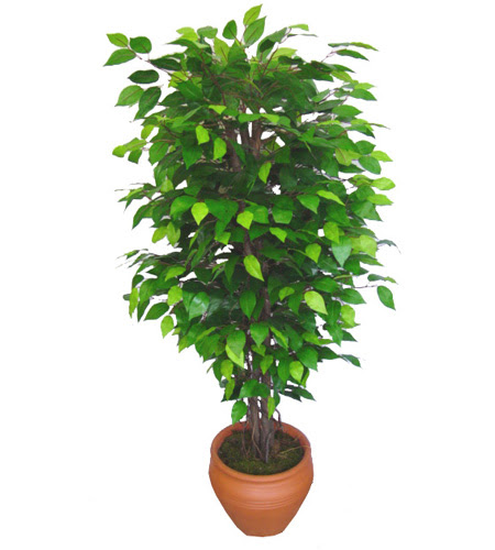 Ficus Benjamin 1,50 cm   iek yolla Eryaman 14 ubat sevgililer gn iek 