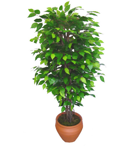 Ficus Benjamin 1,50 cm   �i�ek yolla Eryaman 14 �ubat sevgililer g�n� �i�ek 