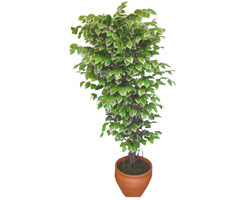 Ficus zel Starlight 1,75 cm   Eryaman iek gnder iek servisi , ieki adresleri 