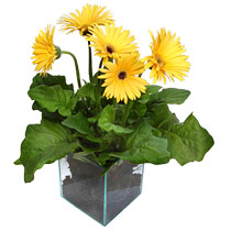 9 adet gerbera �i�egi ve cam tanzim  Eryaman �i�ek g�nder �i�ek servisi , �i�ek�i adresleri 