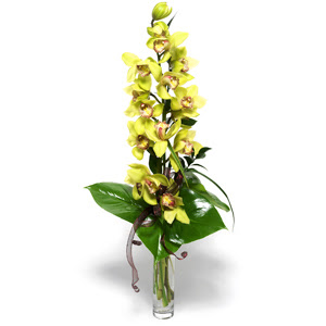  Eryaman online ieki , iek siparii  1 dal orkide iegi - cam vazo ierisinde -