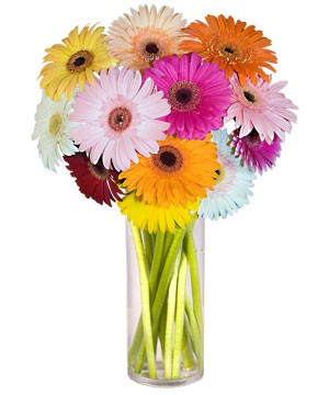  Eryaman Ankara ucuz �i�ek g�nder  Farkli renklerde 15 adet gerbera �i�egi