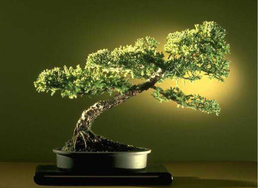 ithal bonsai saksi �i�egi  Ankara Eryaman �i�ek sat��� �i�ek sipari�i 