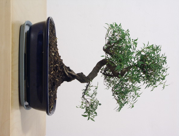 ithal bonsai saksi �i�egi  ankara �i�ek�i Eryaman �i�ek�i ma�azas� 