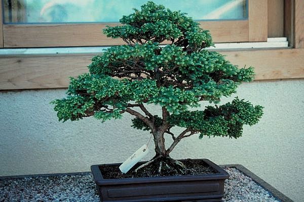 ithal bonsai saksi �i�egi  Eryaman �i�ek�iler �i�ek online �i�ek sipari�i 
