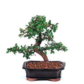 ithal bonsai saksi �i�egi  ankara �i�ek�i Eryaman �i�ek�i ma�azas� 