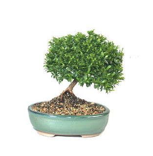 ithal bonsai saksi �i�egi  Eryaman �i�ek sat��� anneler g�n� �i�ek yolla 