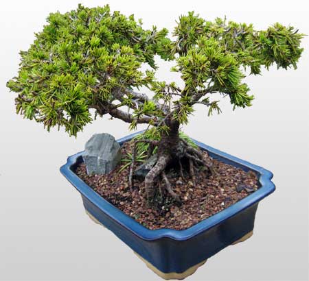 ithal bonsai saksi �i�egi  Ankara Eryaman �i�ek sat��� �i�ek sipari�i 