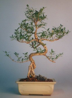  Eryaman �i�ek g�nderme sitemiz g�venlidir  ithal bonsai saksi �i�egi  ankara �i�ek�i Eryaman �i�ek�i ma�azas� 