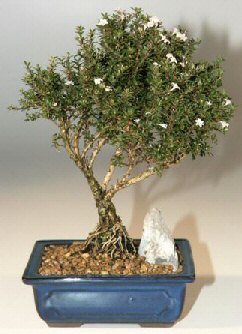  Eryaman �nternetten �i�ek sipari�i  ithal bonsai saksi �i�egi  Ankara Eryaman �i�ek ma�azas� , �i�ek�i adresleri 