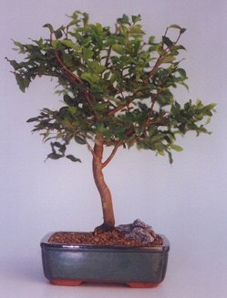  Ankara Eryaman �i�ek yolla  ithal bonsai saksi �i�egi  �i�ek yolla Eryaman 14 �ubat sevgililer g�n� �i�ek 