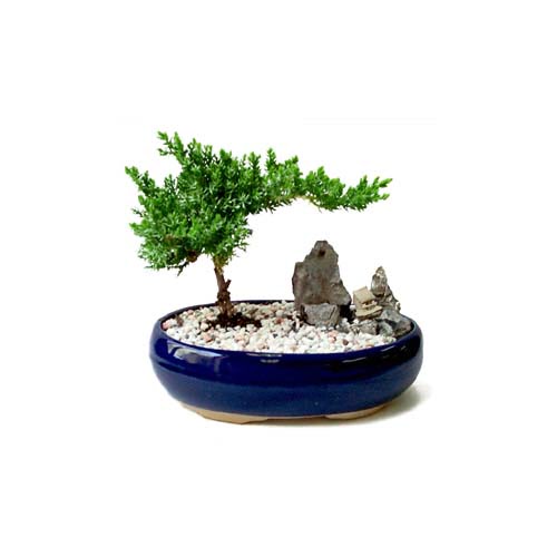 ithal bonsai saksi �i�egi  Eryamandaki �i�ek�iler kaliteli taze ve ucuz �i�ekler 