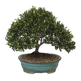  Ankara Eryaman iek yolla  ithal bonsai saksi iegi  Ankara Eryaman yurtii ve yurtd iek siparii 