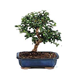  Ankara Eryaman hediye sevgilime hediye �i�ek  ithal bonsai saksi �i�egi  Eryaman �i�ek�iler �i�ek online �i�ek sipari�i 