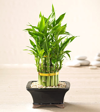 Lucky Bamboo saksi �i�egi  Eryaman �i�ek�i  �i�ek , �i�ek�i , �i�ek�ilik 