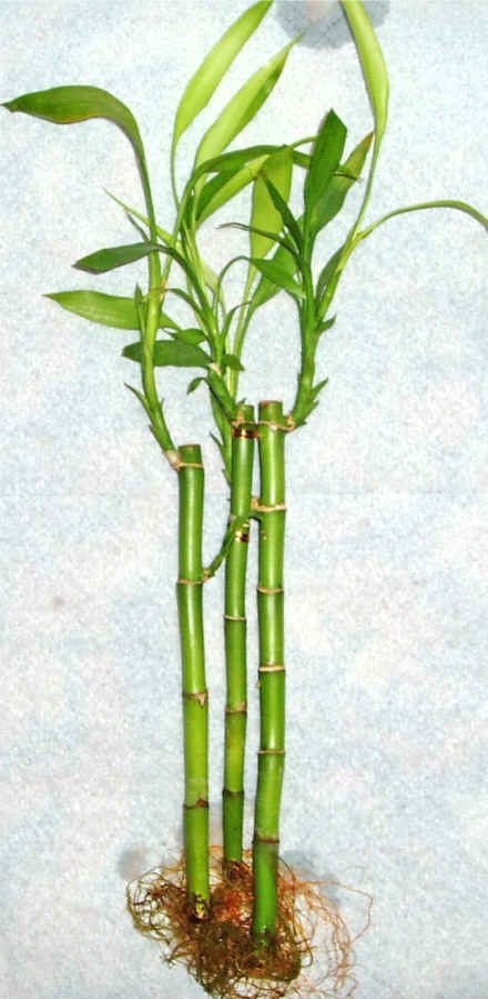 Lucky Bamboo 3 adet vazo hediye edilir   Eryaman �i�ek g�nder �i�ek servisi , �i�ek�i adresleri 