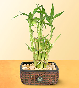 Lucky Bamboo  saksi �i�egi  Ankara Eryaman �i�ek ma�azas� , �i�ek�i adresleri 