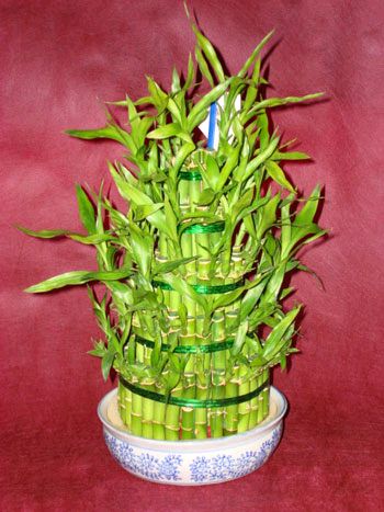 Lucky Bamboo sans melegi �i�egi  Eryaman �i�ek�i telefonlar� eryaman �i�ek 