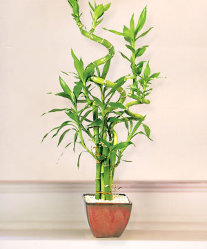 Lucky Bamboo sans melegi �i�egi  Ankara Eryaman �i�ek ma�azas� , �i�ek�i adresleri 