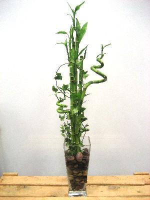 Lucky Bamboo sans melegi �i�egi  Eryaman �i�ek g�nder �i�ek servisi , �i�ek�i adresleri 