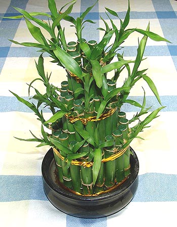Lucky Bamboo sans melegi �i�egi  Eryaman �i�ek sipari�i hediye �i�ek yolla 
