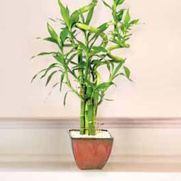 Lucky Bamboo sans melegi �i�egi  Eryaman ankara  �i�ek sipari�i sitesi 