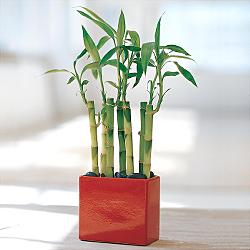Lucky Bamboo sans melegi �i�egi  �i�ek�i Eryaman cicekciler , cicek siparisi 