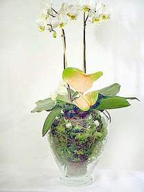 Eryaman iek gnderme sitemiz gvenlidir  Cam yada mika vazoda zel orkideler
