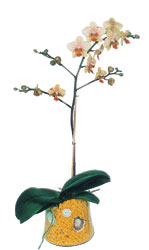  Ankara Eryaman iek maazas , ieki adresleri  Phalaenopsis Orkide ithal kalite