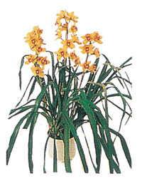  Eryaman �i�ek sipari�i hediye �i�ek yolla  Orchiede ithal b�y�k boy saksi