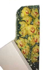  Eryamandaki �i�ek�iler kaliteli taze ve ucuz �i�ekler  Kutu i�erisine dal cymbidium orkide