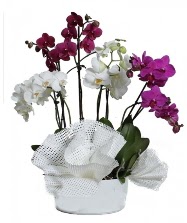 4 dal mor orkide 2 dal beyaz orkide  iek yolla Eryaman 14 ubat sevgililer gn iek 