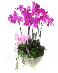 9 dal orkide saks iei  Ankara Eryaman iek siparii vermek 