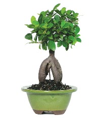Bonsai saks� �i�e�i  Eryaman �i�ek�i telefonlar� eryaman �i�ek 