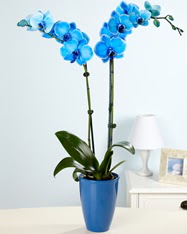Esiz bir hediye 2 dall mavi orkide  Eryaman iek sat anneler gn iek yolla 