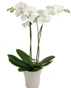 2 dall beyaz orkide  Ankara Eryaman hediye sevgilime hediye iek 