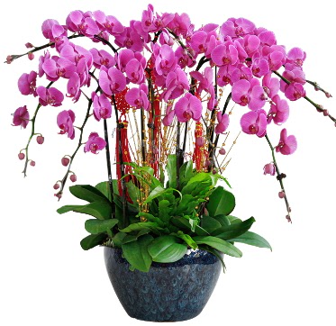 9 dall mor orkide  Eryaman iekiler iek online iek siparii 