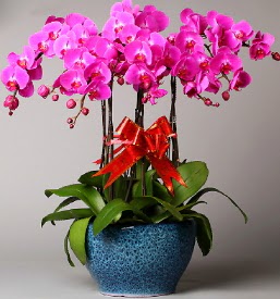 7 dall mor orkide  Eryaman ankara  iek siparii sitesi 