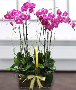 4 dall mor orkide  Ankara Eryaman iek siparii vermek 