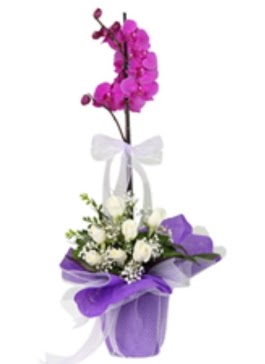 1 dal mor orkide ve 11 adet beyaz g�l  Eryaman �i�ek�iler �i�ek online �i�ek sipari�i 