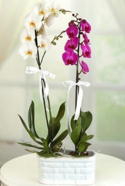 1 mor 1 dal beyaz thal orkide sepet ierisinde  Eryaman ieki ankaraya iek yolla iekiler 