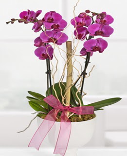 2 dall nmor orkide  iek yolla Eryaman 14 ubat sevgililer gn iek 